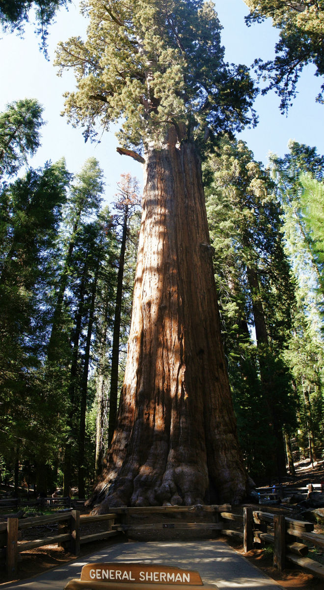 Самое большое дерево на Земле уже на 115 метров в высоту и продолжает расти биология,деревья,история,Пространство,самые большие деревья на земле,флора