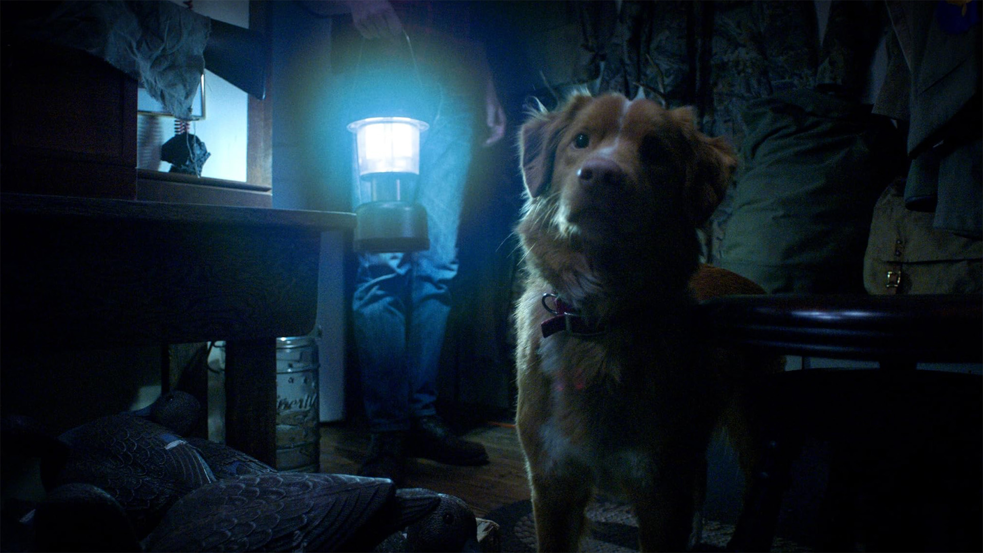 Кадр из фильма «Глазами пса» 