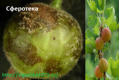 Сферотека. Распространённые болезни крыжовника и борьба с ними