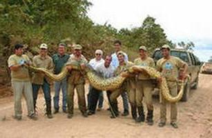 Самая большая змея в мире. Анаконда