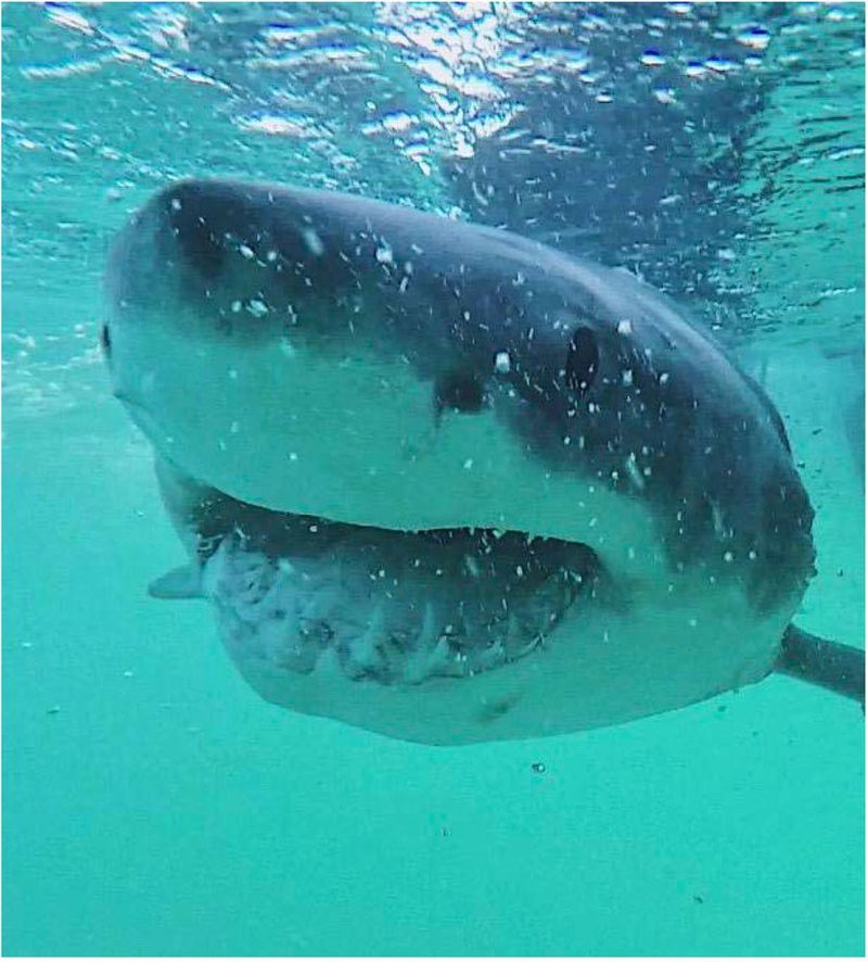 Чем питаются большие белые акулы