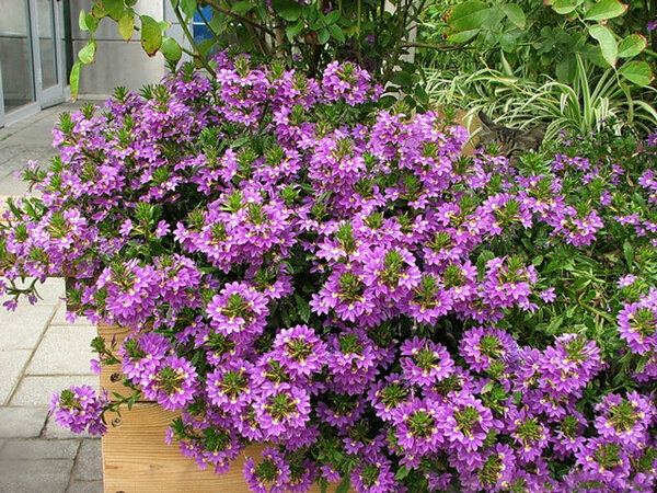 Странный однолетник с цветком-веером: удивляет и украшает сад с мая по сентябрь Странный однолетник с цветком-веером: удивляет и украшает сад с мая по сентябрь сад,Сцевола,цветы