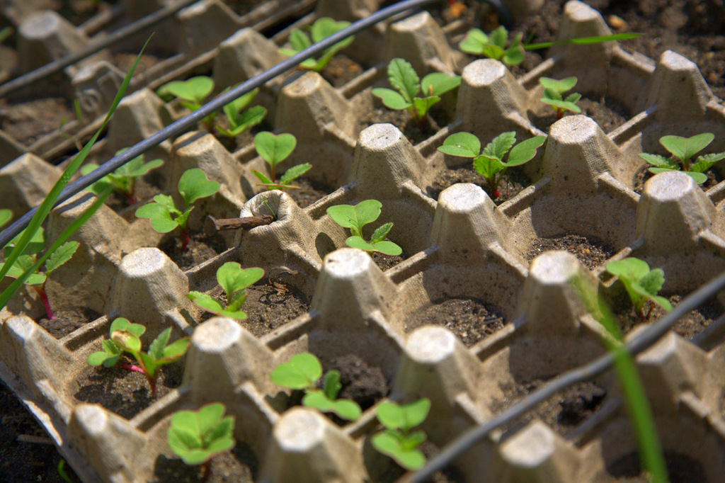 Картинки по запросу plant