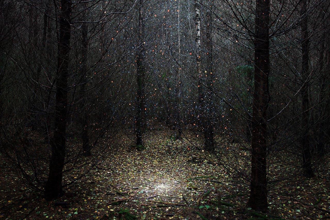 Темный дождливый лес