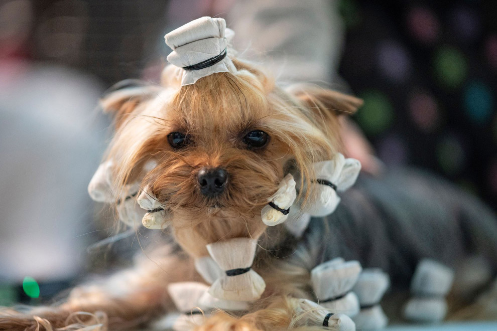 В США прошла знаменитая выставка собак Westminster Kennel Club 2020 