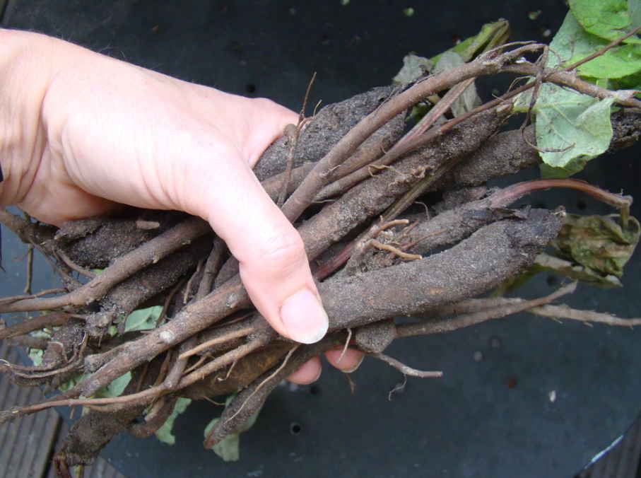 ÐÐ¾ÑÐµÐ½Ñ Ð»Ð¾Ð¿ÑÑÐ° Ð² Ð¼Ð°Ðµ - Ð±ÐµÑÑÐµÐ½Ð½Ð¾Ðµ Ð»ÐµÐºÐ°ÑÑÑÐ²Ð¾. ÐÐ°Ð³Ð¾ÑÐ°Ð²Ð»Ð¸Ð²Ð°ÐµÐ¼ ÐºÐ¾ÑÐµÐ½Ñ Ð¿ÑÐ°Ð²Ð¸Ð»ÑÐ½Ð¾ Ð¸ Ð»ÐµÑÐ¸Ð¼ÑÑ Ð²ÑÑ Ð·Ð¸Ð¼Ñ!