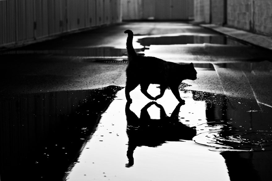 мистическая жизнь кошек в черно-белых фото