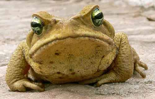 Ми-ми-ми наоборот: Когда животное не в духе животные,фото