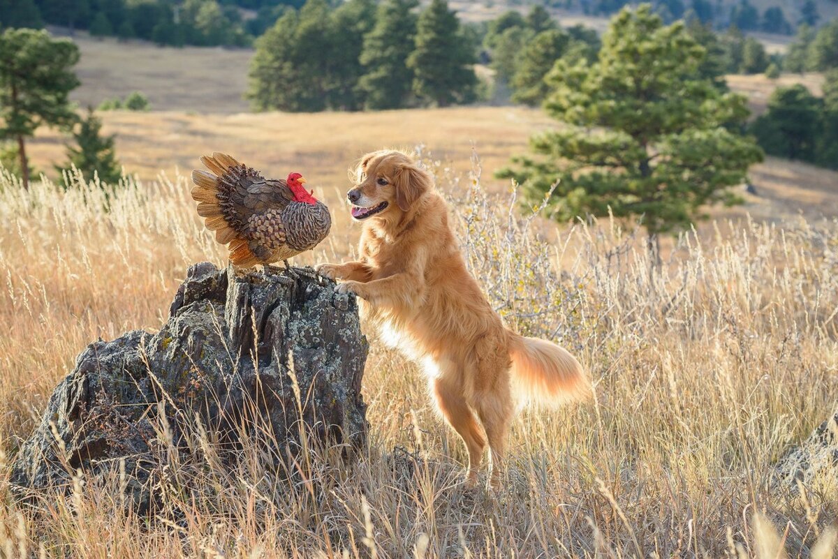 «Собака бросает охоту и заводит друга». Фотограф Карен Хоглунд