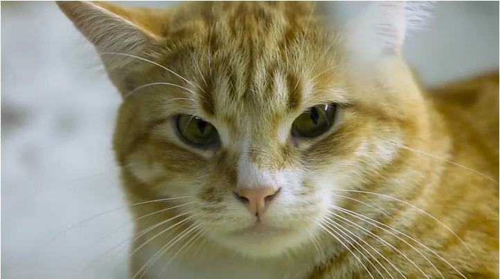 С такой кошкой и собака не нужна