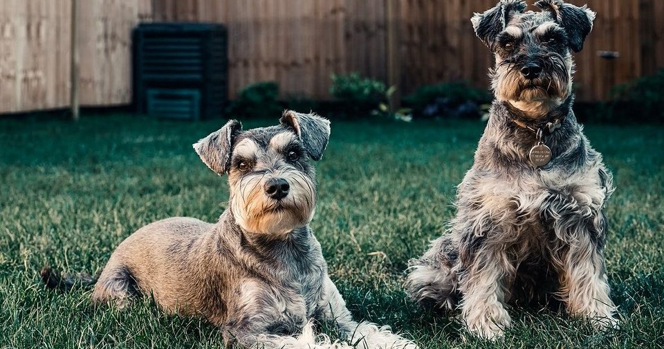 8 классных решений для сада, от которых часто отказываются  