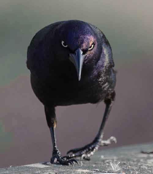 Ми-ми-ми наоборот: Когда животное не в духе животные,фото