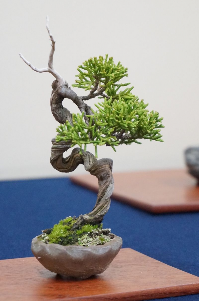 Карликовые деревья для дома: особенности ухода и фото уютных вариантов Карликовые деревья для дома: особенности ухода и фото уютных вариантов идеи для дома,комнатные растения