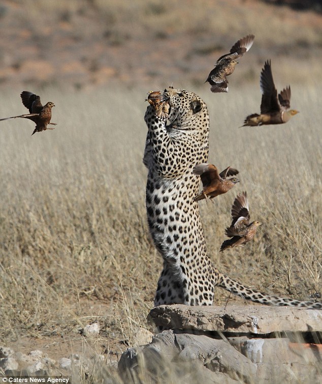 Фотография: Быстрый перекус для леопарда №4 - BigPicture.ru