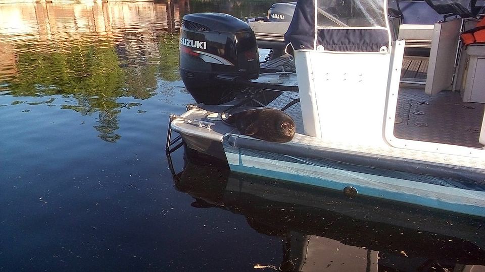 Крошик катался на катере и фотографировался с людьми Фото: vk.com/sealrescue