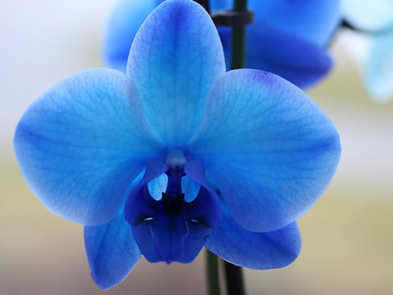 Голубые и синие орхидеи: красота от природы или вмешательство человека комнатные растения,цветоводство