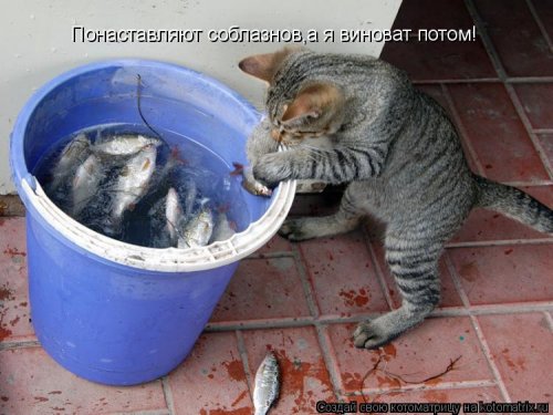 Лучшая котоматрица недели