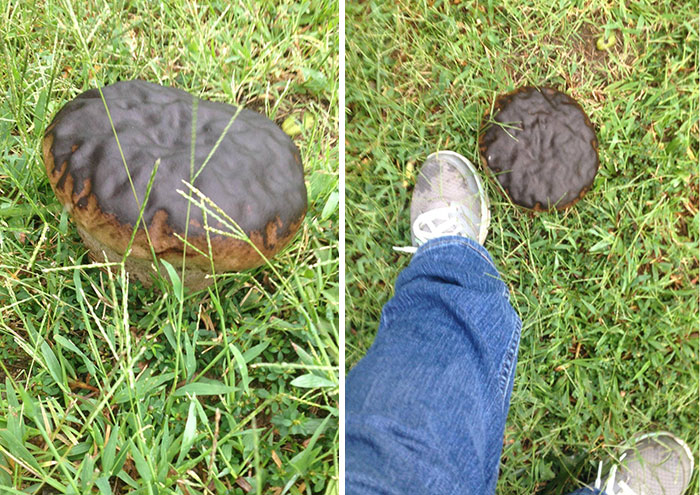 This Mushroom In My Yard Looks Just Like A Giant Chocolate Donut