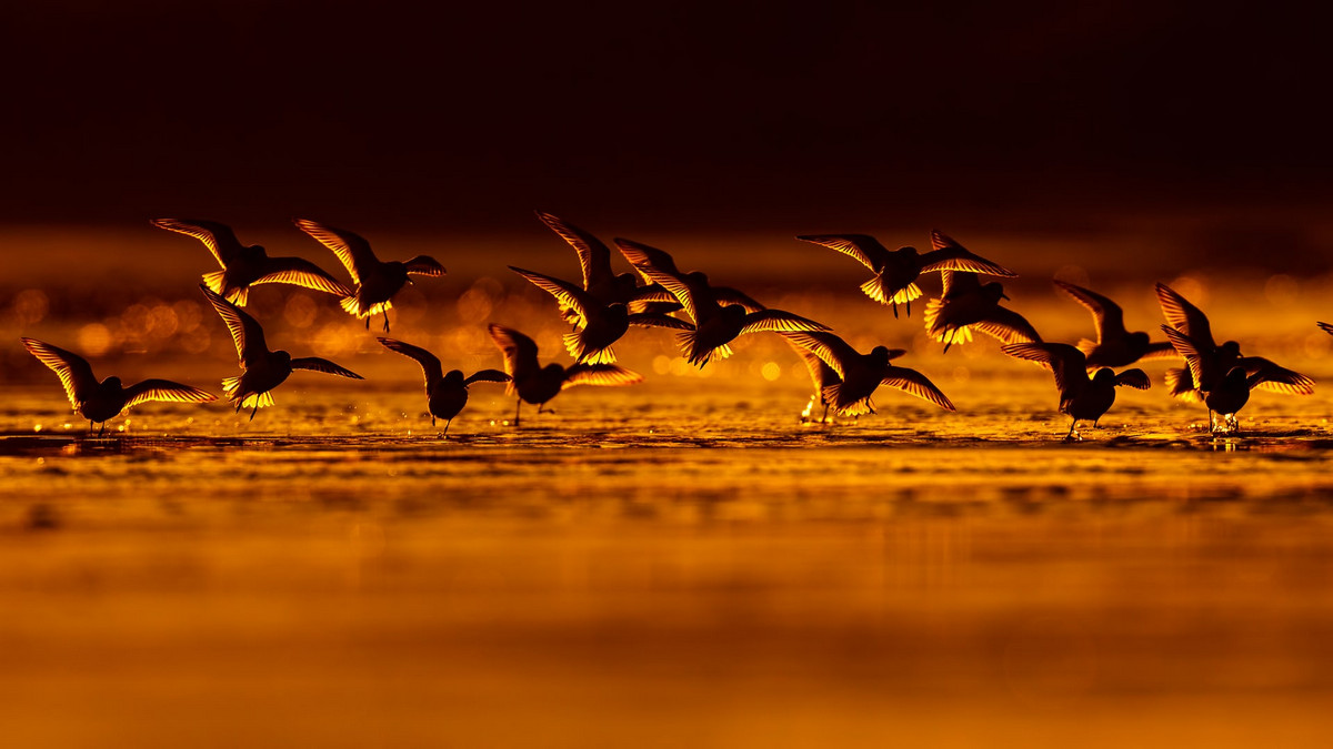 Лучшее с конкурса Bird Photographer of the Year 2018