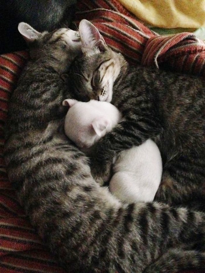 Котики обнимают щенка