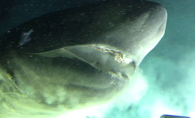 Ученые на батискафе спустились в разлом и встретили акулу, размером вдвое крупнее их судна: видео