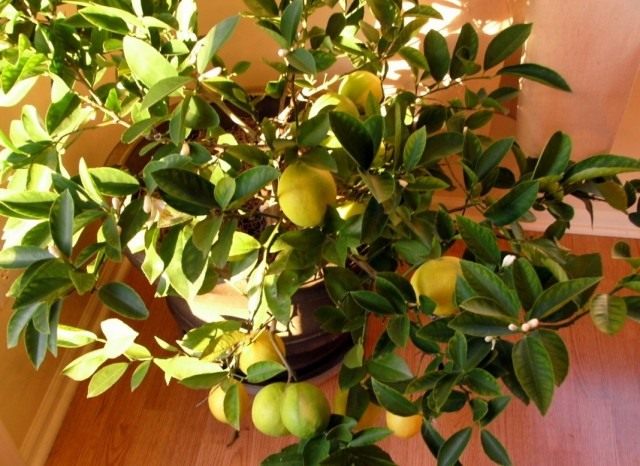 Лимон (Citrus limon). 