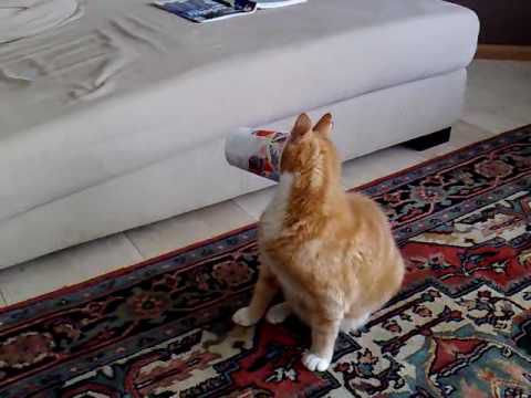 Хозяин, выпусти! 