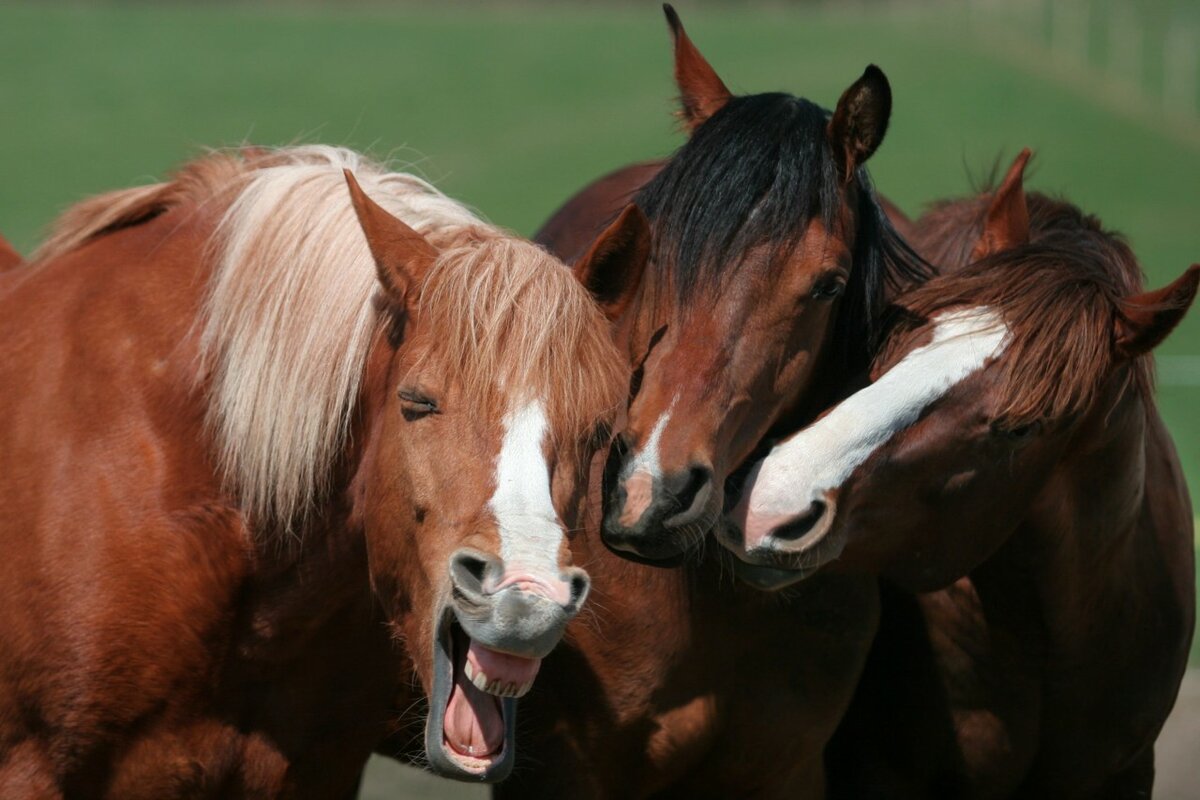 «Ржущие лошади». Фотограф Магдалена Стракова