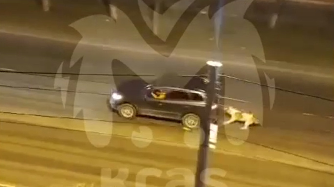 Женщина привязала собаку к машине и протащила по дороге в Красноярске