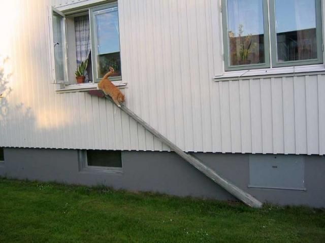 Кошачьи лесенки Кошачьи лесенки