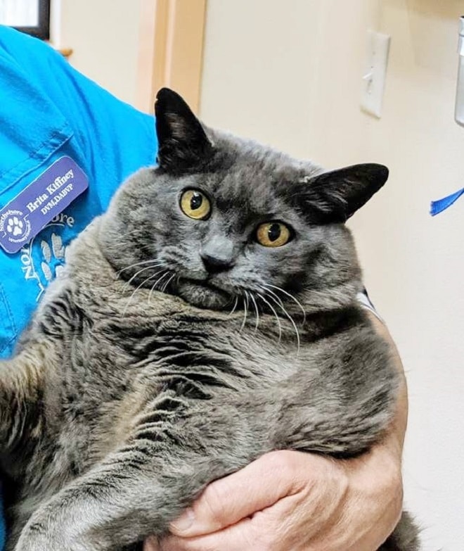 Толстая кошка