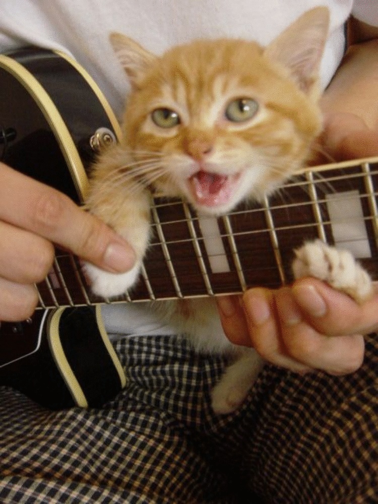 Включи кот петь. Кот поет. Коты и кошки поют. Рыжий кот поет. Поющие коты смешное.