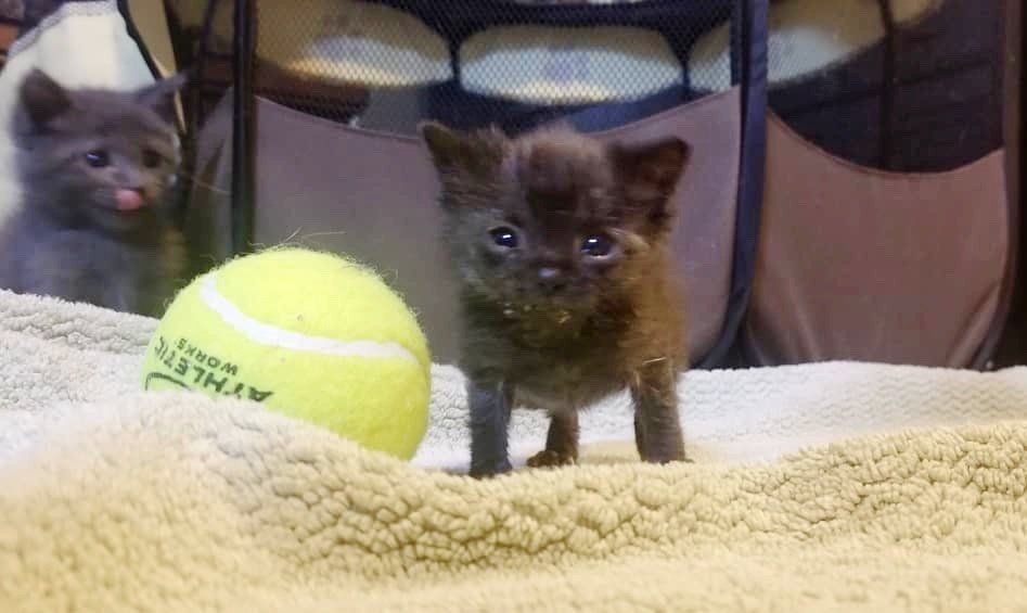 Ветеринары никак не могли понять, почему крошечный котенок ест, но не растет Ветеринары никак не могли понять, почему крошечный котенок ест, но не растет истории из жизни