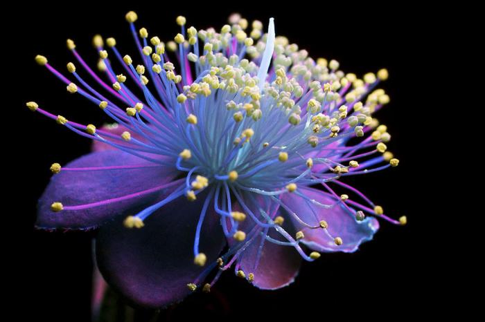 Фотографии цветов, освещённых ультрафиолетом (10 фото)