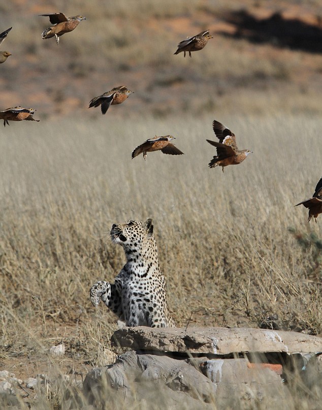 Фотография: Быстрый перекус для леопарда №2 - BigPicture.ru