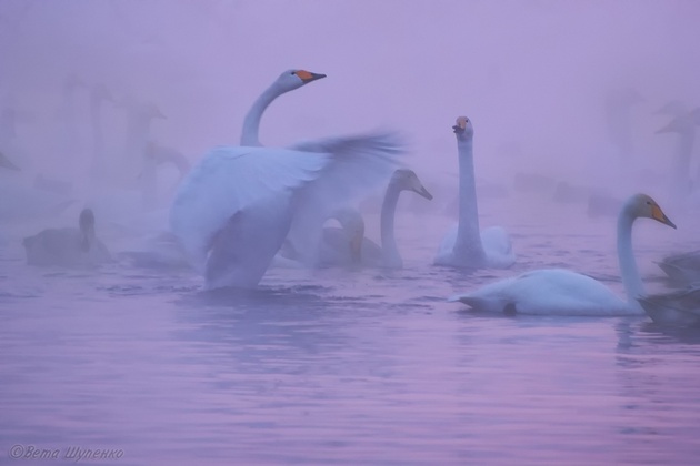 Фотограф Светлана Казина