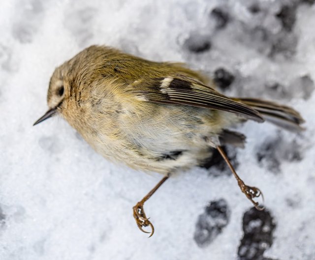 Как помочь птицам и животным в морозы: советы и рекомендации