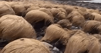 где растут волосы Трампа