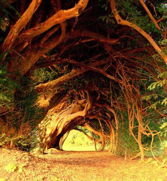 Самые красивые тоннели из деревьев