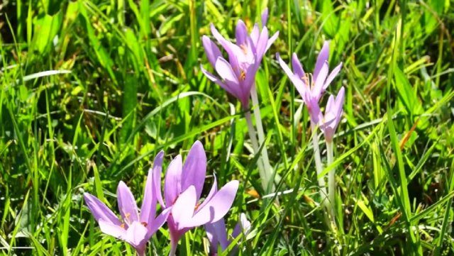 Растения, которые помогут прогнать мышей с вашего огорода