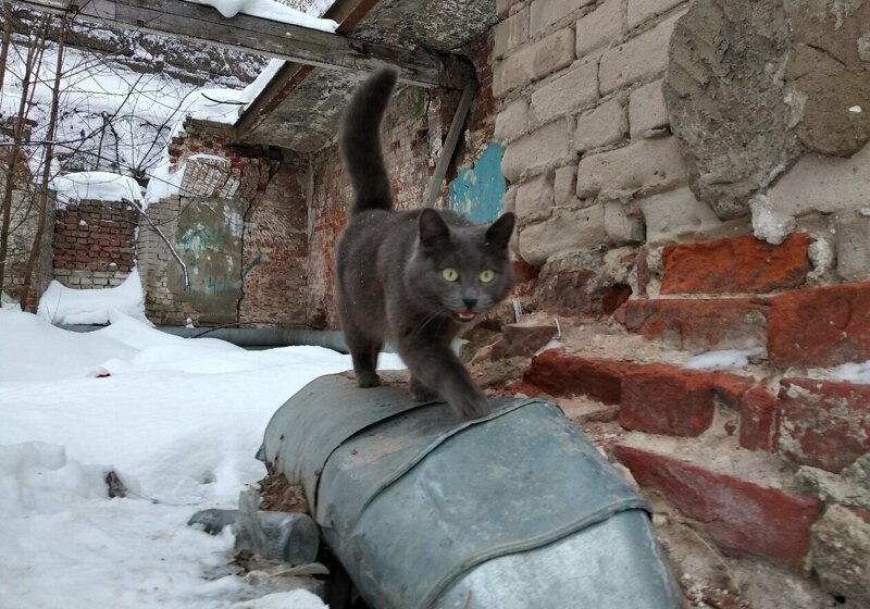 Жена посмотрела на нас тоскливыми глазами и снова взвыла: -Я-а-а-й-ц-а-а. -Что яйца? -Оторва-а-а-ались... Жена посмотрела на нас тоскливыми глазами и снова взвыла: -Я-а-а-й-ц-а-а. -Что яйца? -Оторва-а-а-ались... истории из жизни