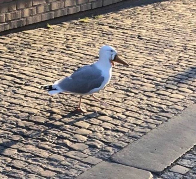 Подборка прикольных картинок Подборка прикольных картинок смешные картинки