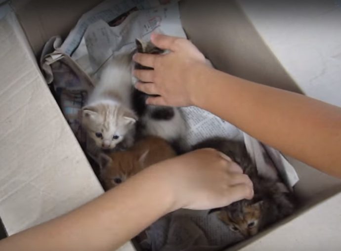 NTD-kittenbox-3