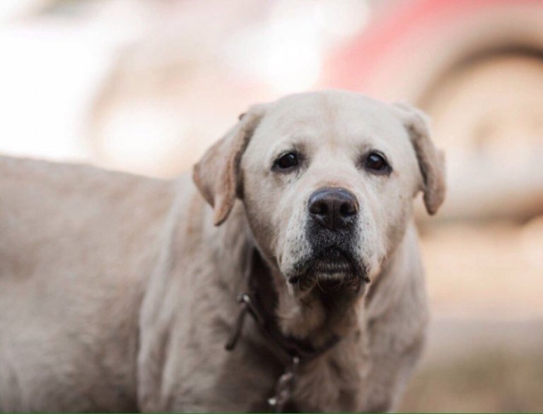 Пожилого и почти слепого лабрадора привязали у ворот приюта Пожилого и почти слепого лабрадора привязали у ворот приюта истории из жизни