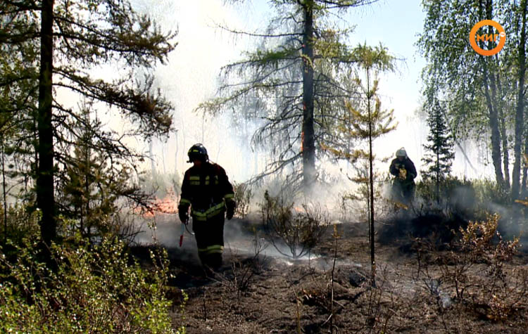 Ноябрьское лесничество янао. Ноябрьское лесничество. Ноябрьское лесничество янао. Ноябрьское лесничество. Лесное хозяйство ноябрьск.
