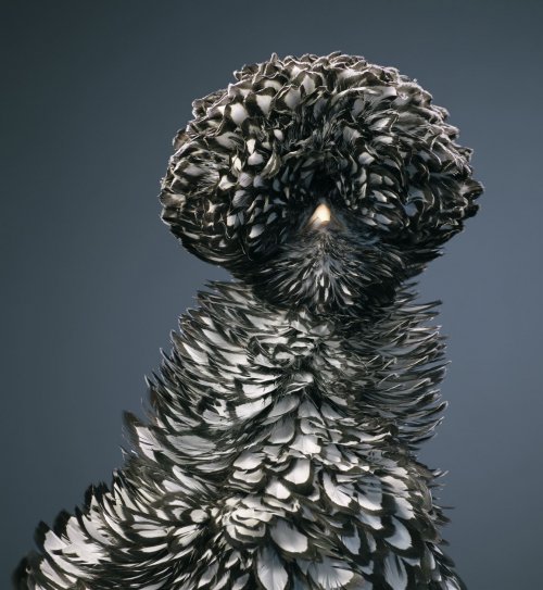 Красочные портреты необычных и исчезающих птиц в фотопроекте Тима Флэка исчезновение,мир,природа,птицы,редкость