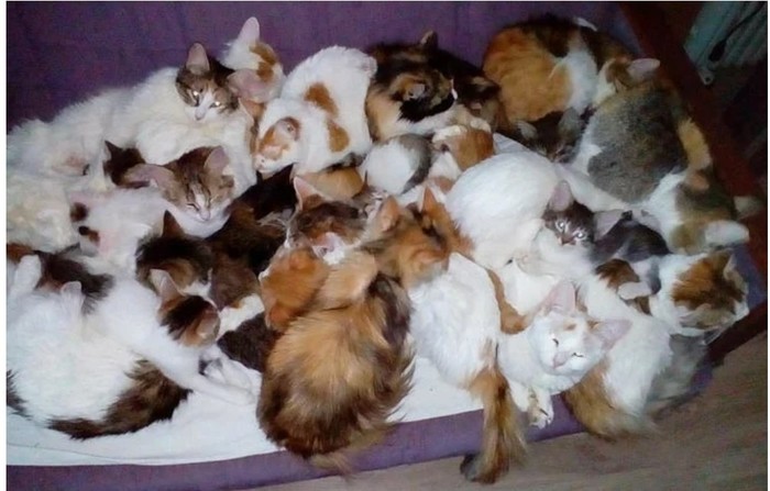 Ярославская семья приютила 20 кошек, оставленных кем-то в мешке на улице Кот, Добро, Помощь животным, Длиннотекст, Длиннопост