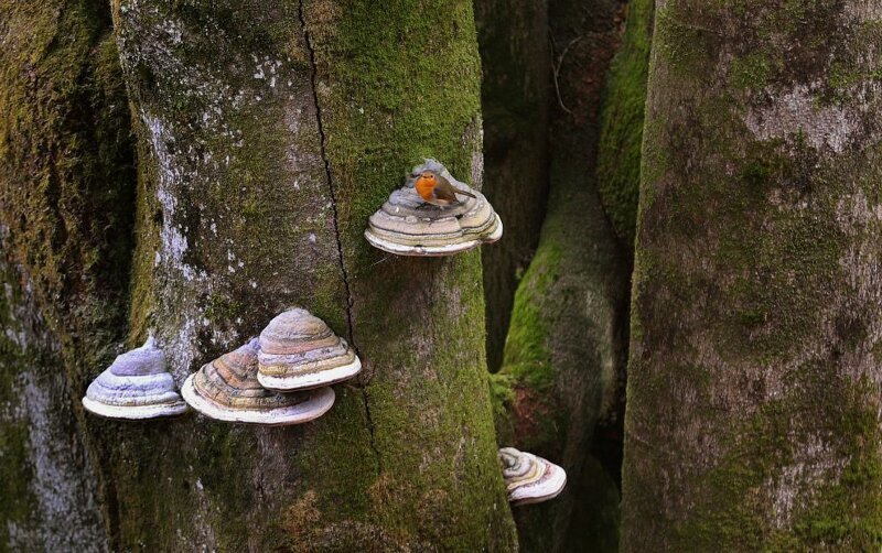 Лесные пейзажи Лесные пейзажи природа,путешествия