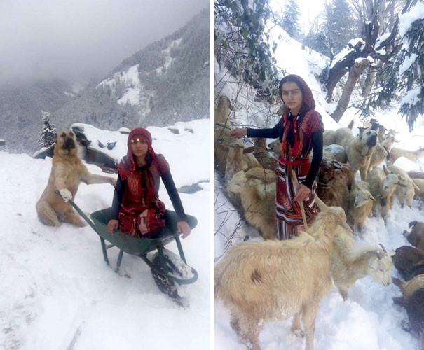  Девочка с собакой спасли козу с новорожденным козленком девочка, коза, ребята и зверята, спасение