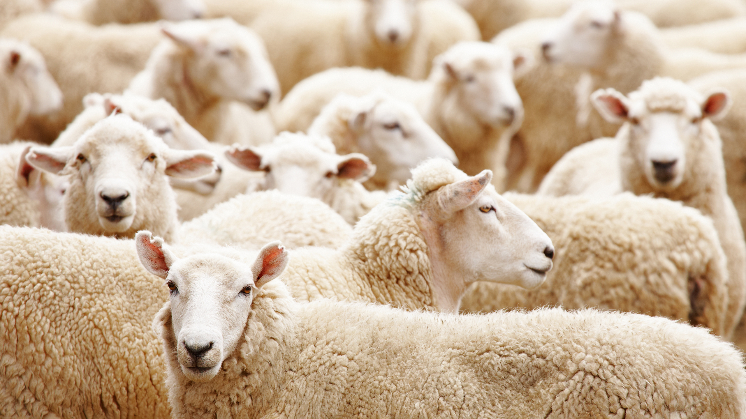 Вся правда об овцах: они вовсе не глупые и не просто стадные животные глаза, траву, позволяет, шерсть, после, рубец, этого, стадо, которая, вокруг, часов, голос, головы, безошибочно, расположены, часто, бокам, прямоугольные, видеть, примерно